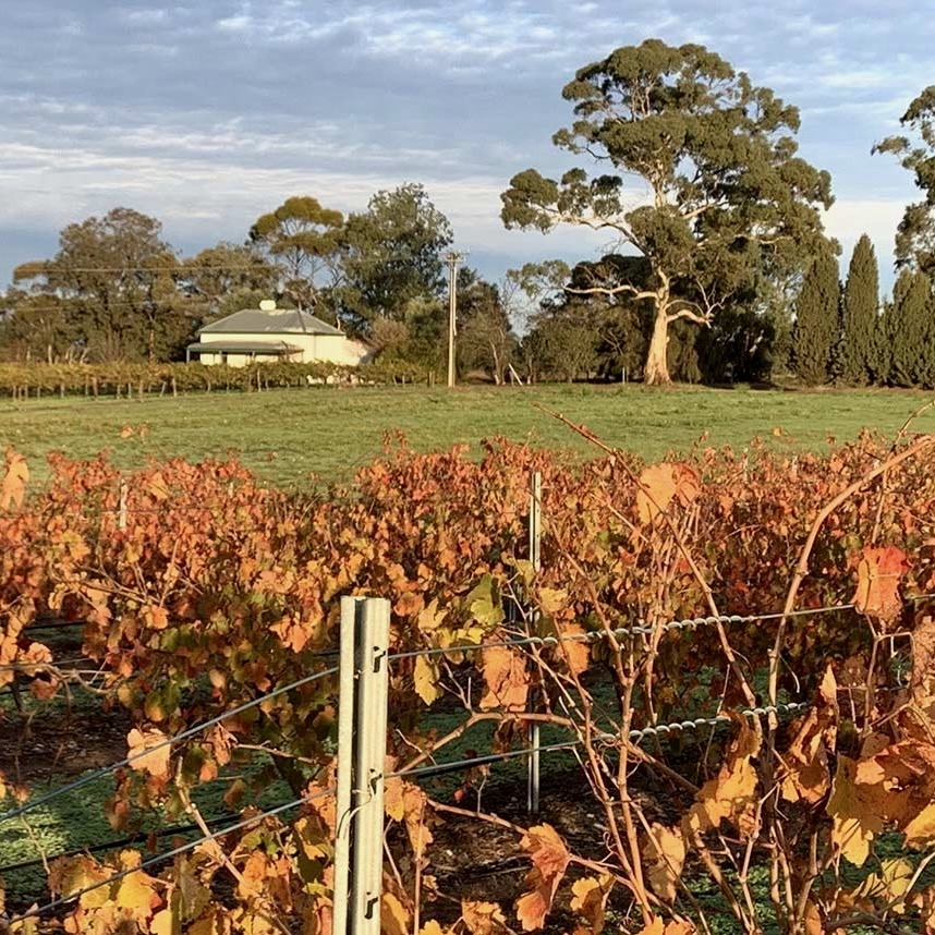 The Willows Vineyard​